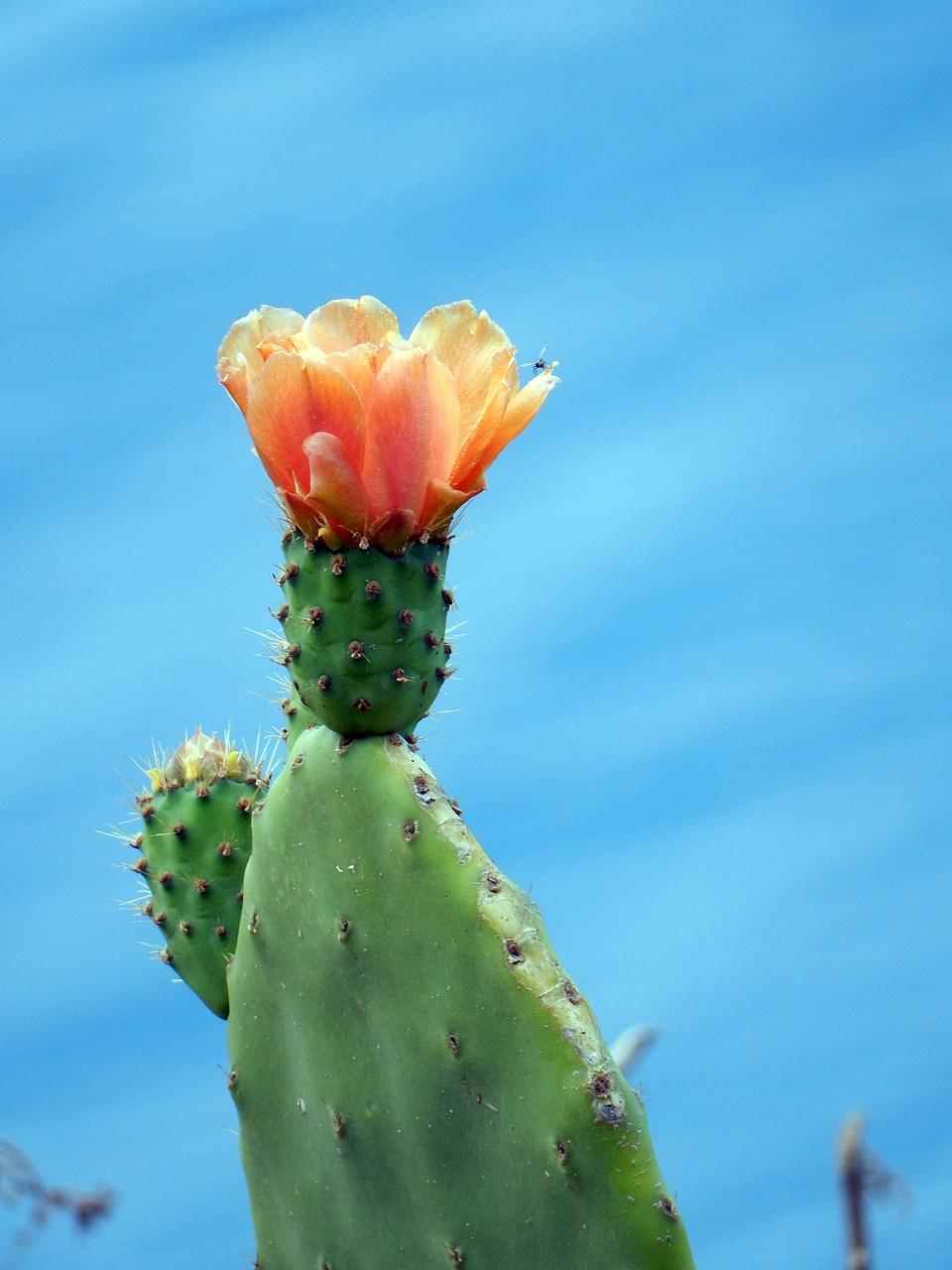 cactus-3547107_1280