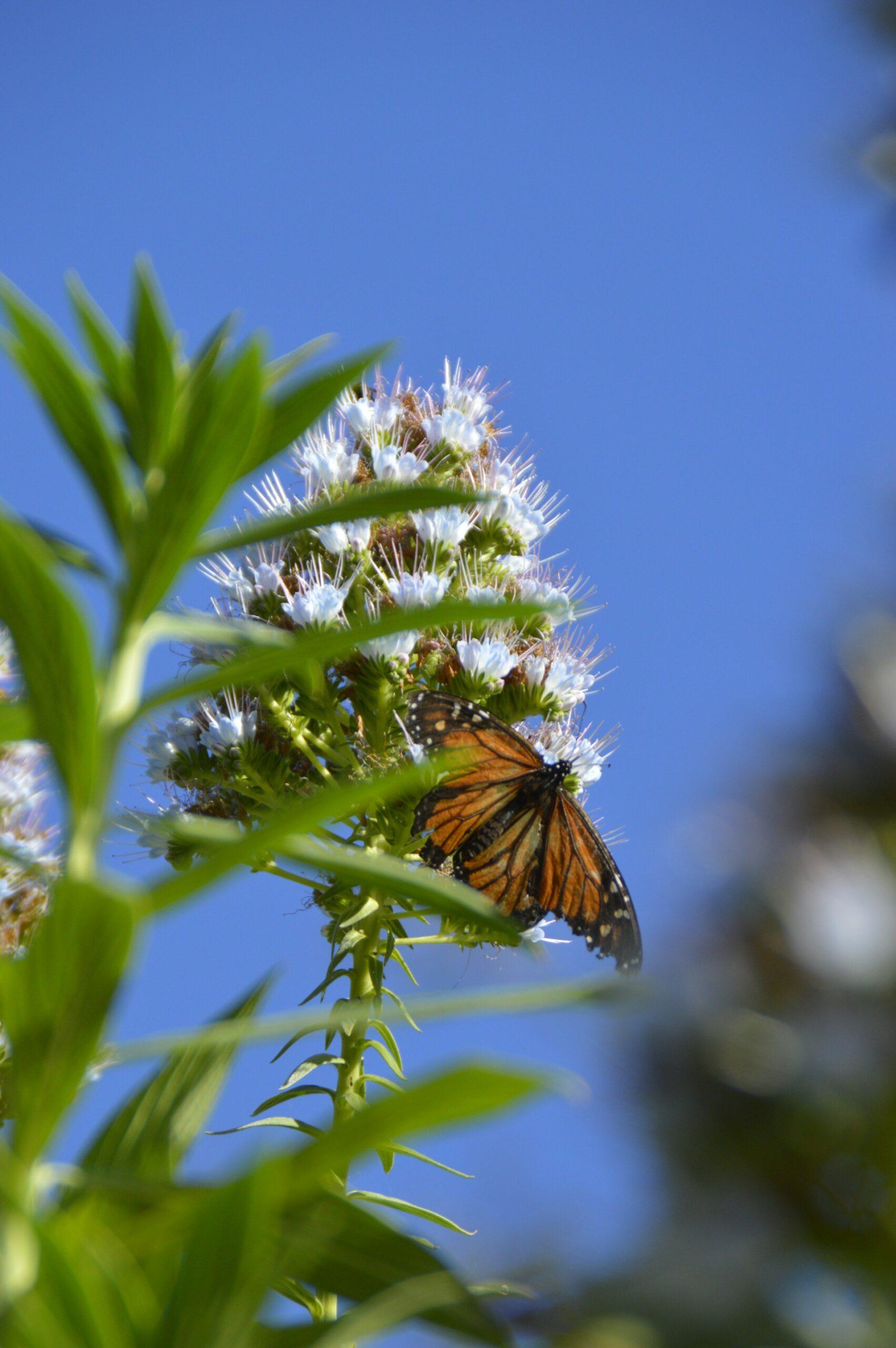 nikoline-lauritzen-scJHHwfkJYY-unsplash