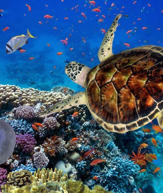 Костенурка и малки рибки, плуващи край кораловите рифове в Червено мрое край Марса Алам, Египет
